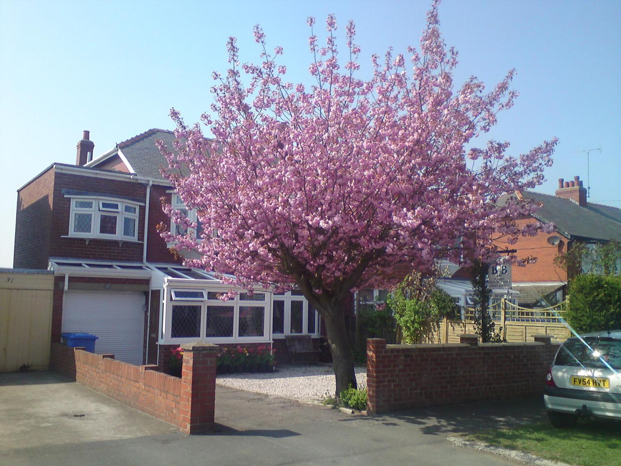Cherry Blossom Guest House Whitby Eksteriør bilde